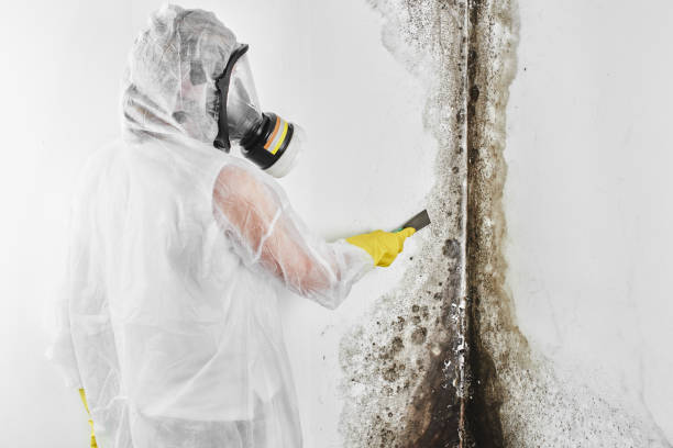 Best Attic Mold Remediation in Galliano, LA